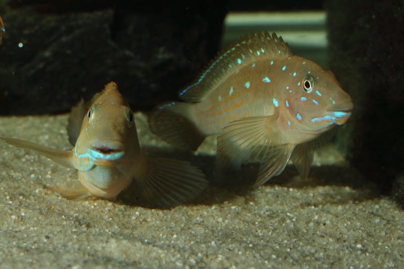 Spathodus sp. 'erythrodon north' Kigoma